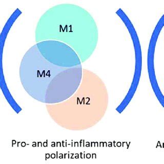 Schematic Representation Of The Main Steps Of Macrophage Subtypes