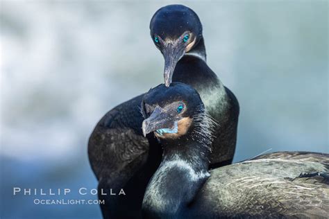 Brandt S Cormorant Portrait Phalacrocorax Penicillatus La Jolla