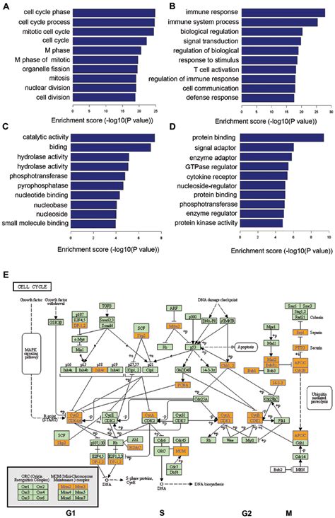 Gene Ontology Go And Kyoto Encyclopedia Of Genes And Genomes Kegg Download Scientific