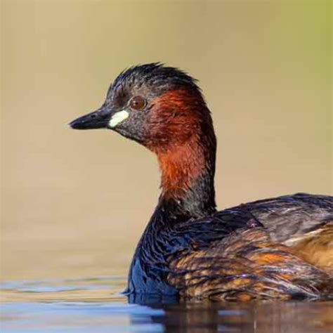 Little grebe Calls - Apps on Google Play