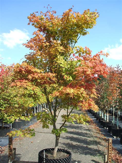 Acer Palmatum Osakazuki Aureum This Is The Japanese Maple My Mom Has And Its Beautiful