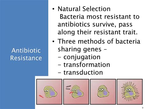 Bacteria Ppt Download