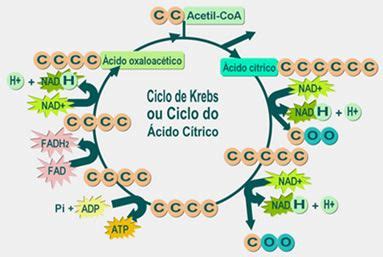 Ciclo Do Ácido Cítrico - Ciclo de Krebs: o ciclo do ácido cítrico | Respiração celular aeróbica ...