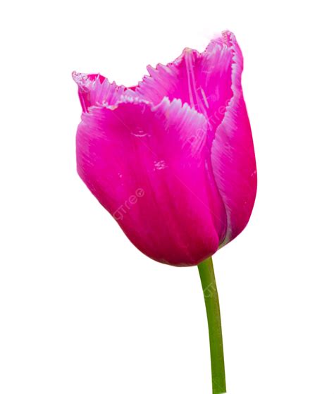 Tulip Flower Flowers Tulip Flowers Png Transparent Image And Clipart