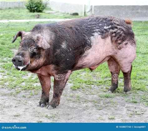 Duroc Male Pig Graze On Organic Bio Farm Household Royalty Free Stock