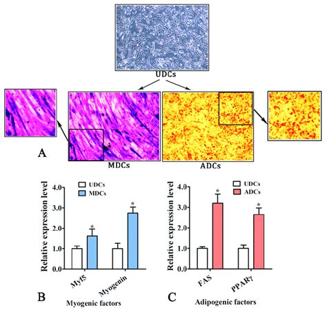 The Myogenic Differentiation And The Adipogenic Transdifferentiation Of