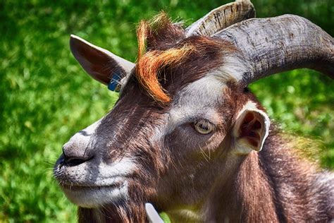 Billy Goat Farm Animal Free Photo On Pixabay Pixabay