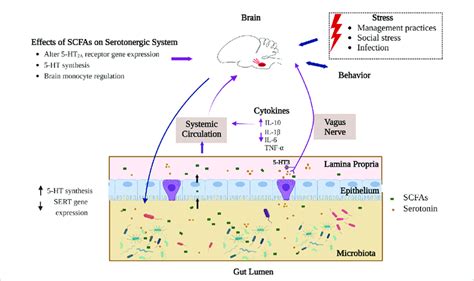 Interaction Of Scfas And Serotonergic System In The Gut Brain Axis