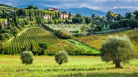 Principale Gira E Rigira Intenzione Variet Di Piante Di Ulivo