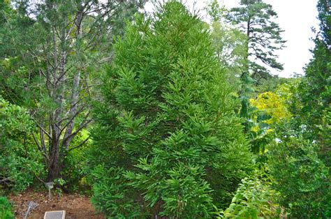 Cryptomeria Japonica Gyokruya Japanese Cedar Lewis Ginter