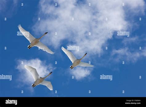 Trumpeter swans in flight overhead during Spring migration, Marsh Lake ...