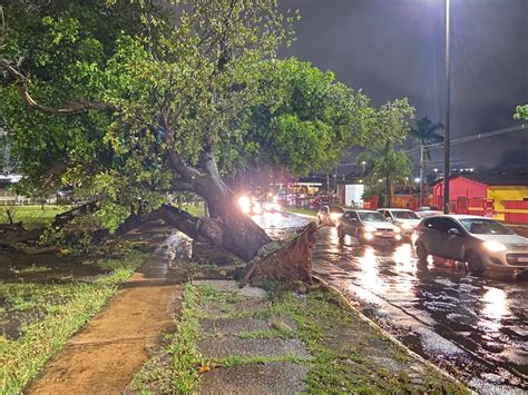 Tempestade que atingiu Campo Grande arrancou árvore pela raiz