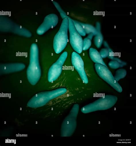 Las Bacterias Del Género Clostridium Ilustración Fotografía De Stock Alamy