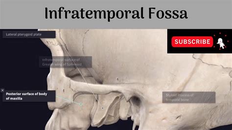 Infratemporal Fossa