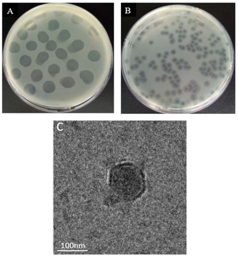 Antibiotics Free Full Text Retracted Isolation And