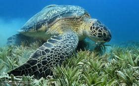 Adaptations & Niches - The Green Sea Turtle