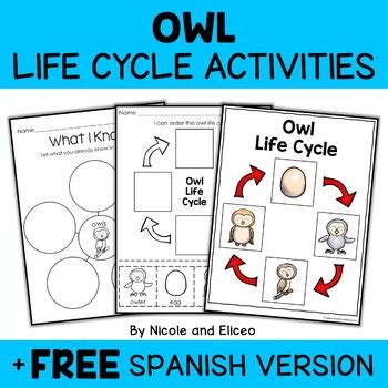 Snowy Owl Life Cycle Activities By Nicole And Eliceo TpT