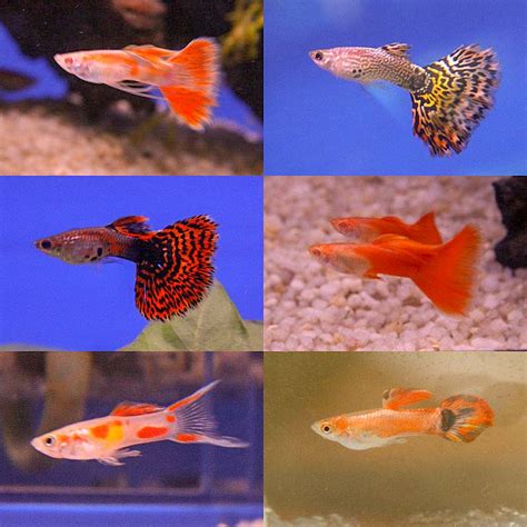 Breeds of guppy fish – Ornamental Aquarium Fish