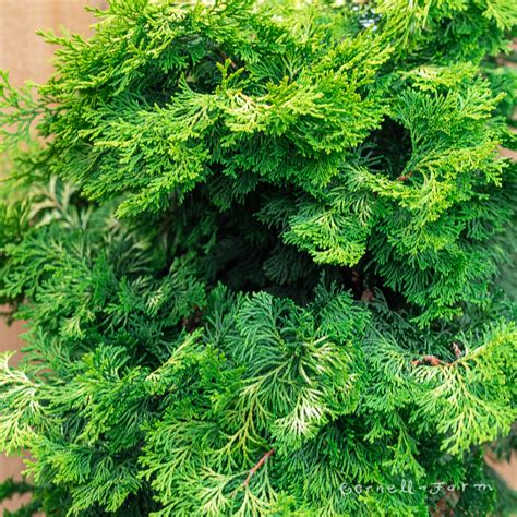 Chamaecyparis O Confucius 3gal Hinoki Cypress Cornell Farm