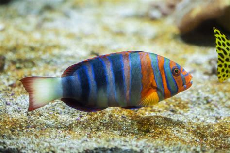 Wrasse Species Profile And Care Guide