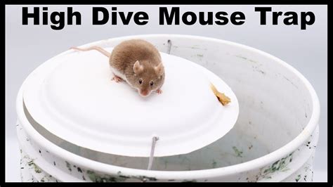 The High Dive Paper Plate DIY Mouse Trap Mousetrap Monday YouTube