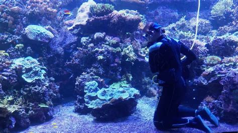 Tierpark Hagenbeck So läuft Inventur im Tropen Aquarium NDR de