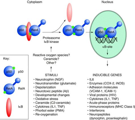 Nf Kb A Crucial Transcription Factor For Glial And Neuronal Cell