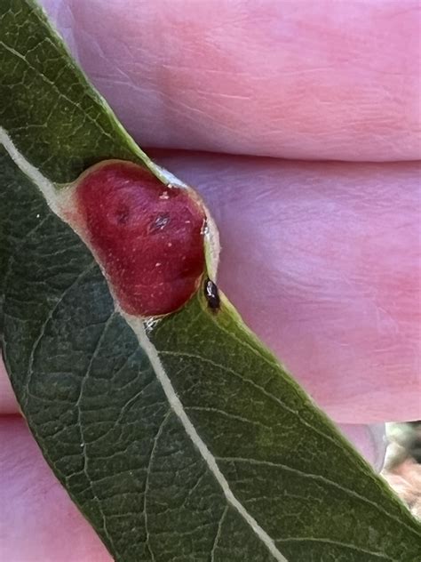 Willow Apple Gall Sawfly From Rancho Canada Gold Open Space Preserve