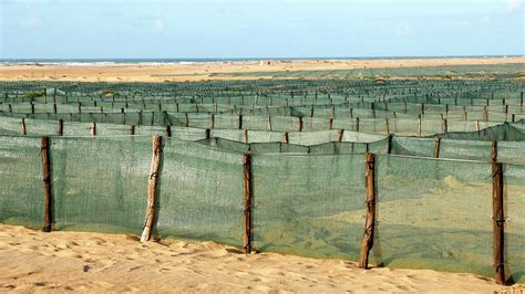 Desertification Prevention Photograph by Thierry Berrod, Mona Lisa ...