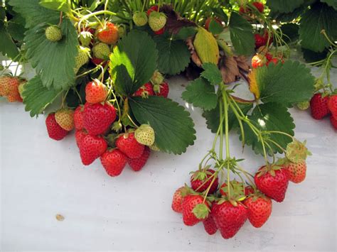 Truskawka Laetitia Frigo Sadzonki Truskawek Frigo