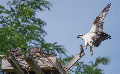 Signs Of Spring The Ospreys Return Discover Cayuga Lake