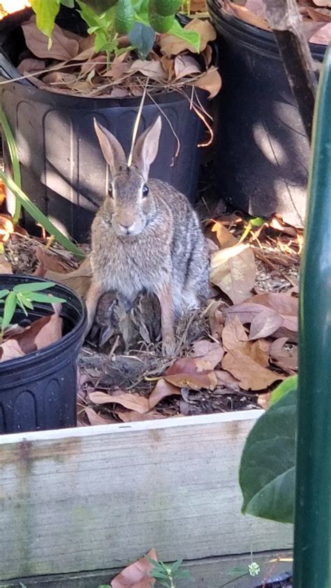 Mother rabbit feeding babies in our garden bed : r/Rabbits