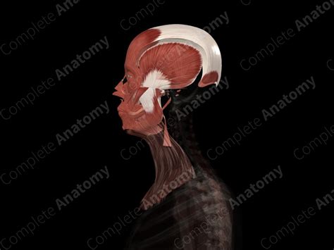 Muscles of Head | Complete Anatomy