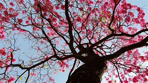 Como plantar o ipê flor símbolo do Brasil OBSiGeN