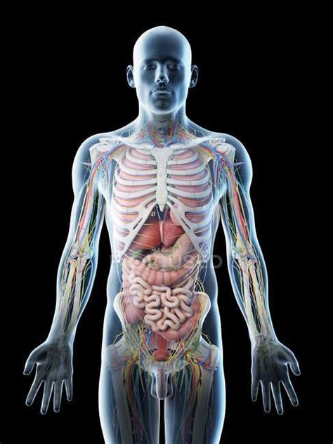 Human Body Internal Organs Diagram Male