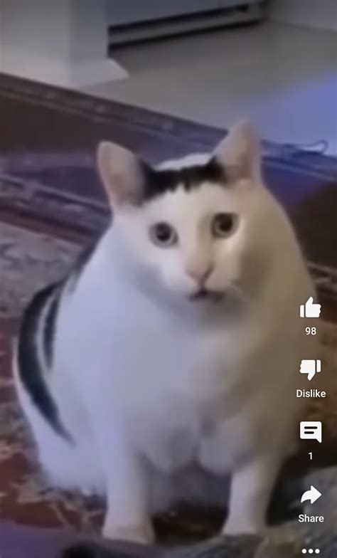 Does anyone have this original video of a cat meowing without any memes ...