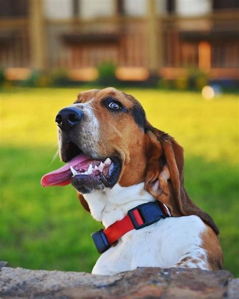 15 Fascinating Basset Hound Facts That Youll Love To Know