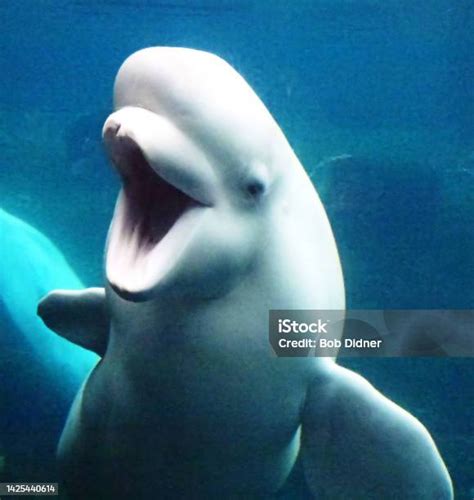 Smiling Beluga Whale Stock Photo - Download Image Now - Beluga Whale ...