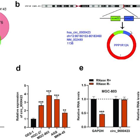 Circ Expression Is Significantly Up Regulated In Gc Tissues And