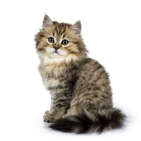 Adorable Golden British Longhair Cat Isolated on White Background Stock Image - Image of ...