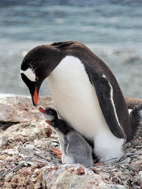 Gentoo Penguin Bird - Free photo on Pixabay