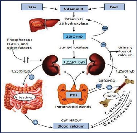 The Interactions And Pathways For Generating Vitamin D 25 Oh D And