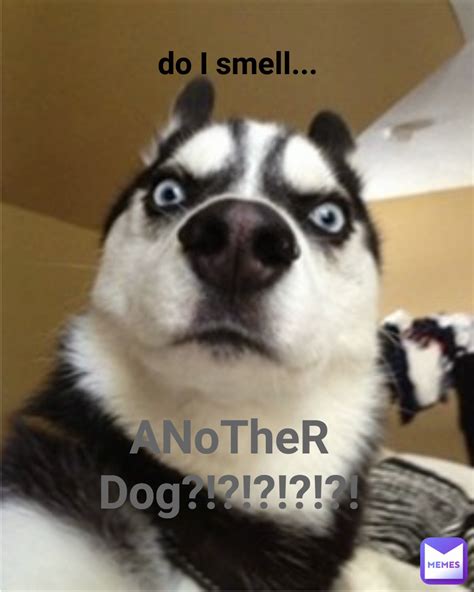 ANoTheR Dog?!?!?!?!?! do I smell... | @alyshalauren | Memes