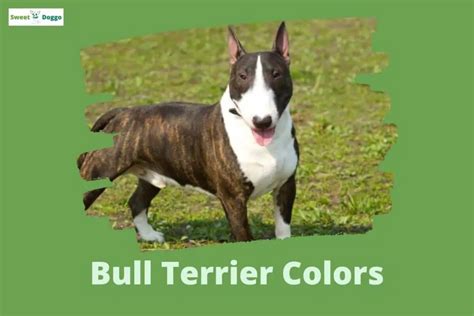 The 20+ Bull Terrier Colors | Marks And Patterns 2022