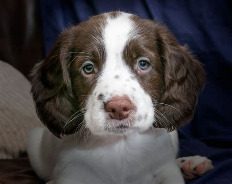 spaniel dog images pixabay