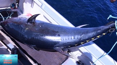 Rod And Reel Fishing Over Lb Atlantic Bluefin Tuna P Che Aux Thons