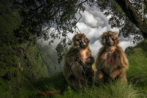 Marco Gaiotti E Il Wildlife Photographer Of The Year Intervista