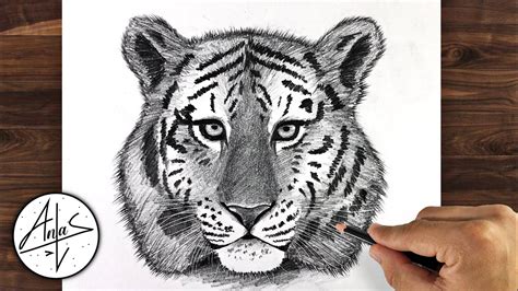 Easy Pencil Drawings Of Tigers