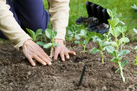 Quand Semer Les F Ves Comment Faire Avec Quels L Gumes