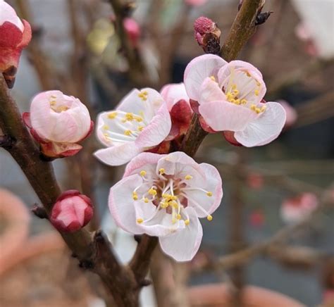 Zwerg Aprikose Garden Aprigold Prunus Armeniaca Artl Nder Pflanzenhof